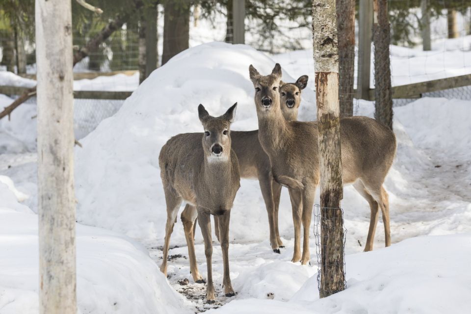 From Rovaniemi: Ranua Wildlife Park Experience - Timing and How the 5 Hours Likely Feels