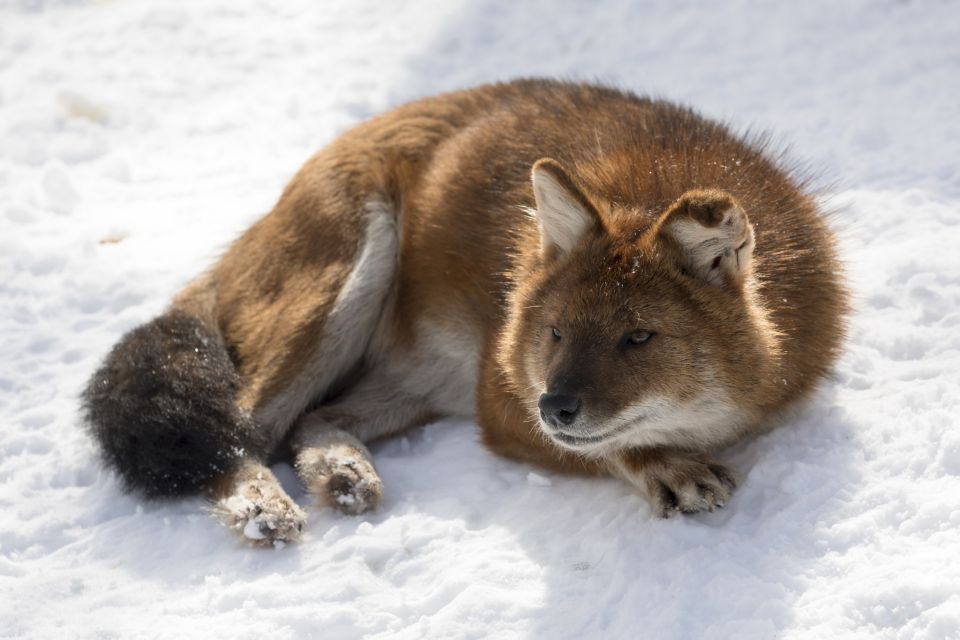 From Rovaniemi: Ranua Wildlife Park Experience - Price and Value: What You’re Really Paying For