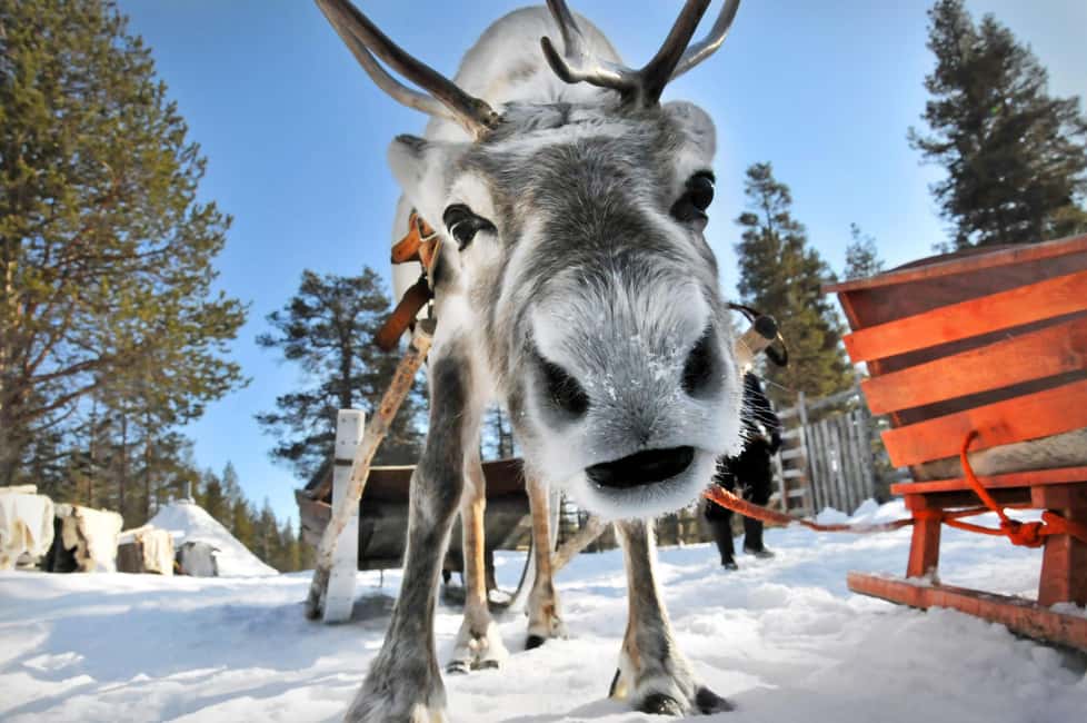 From Rovaniemi: Reindeer Farm Visit with Sleigh Ride - Rovaniemi to the reindeer farm: what the 2 hours really means