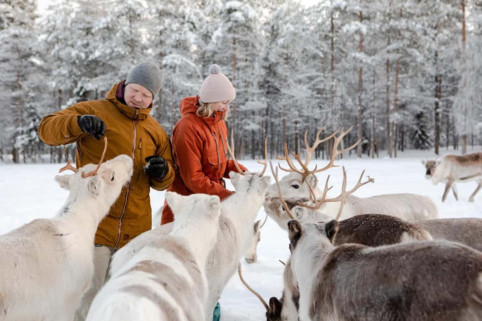 From Rovaniemi: Reindeer Farm Visit with Sleigh Ride - Who this tour fits best (and who should look elsewhere)