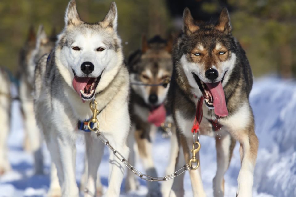 From Rovaniemi: Self-Driven 10km Husky Sled Ride - Why this 10 km self-driven husky sled feels like the real Lapland version