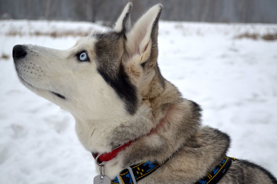 From Rovaniemi: Self-Driven 10km Husky Sled Ride - Price and logistics: what $353 includes, what costs extra, and what it means for value