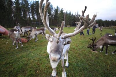 Full day: Reindeer Farm, Santa Claus Village & Husky Park - Santa Claus Village across the Arctic Circle: the iconic stops and the time strategy