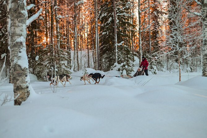 Half-Day Husky Safari and Salmon Ice Fishing Experience - The Kota Snack Stop: Warm Food and Finnish Stories