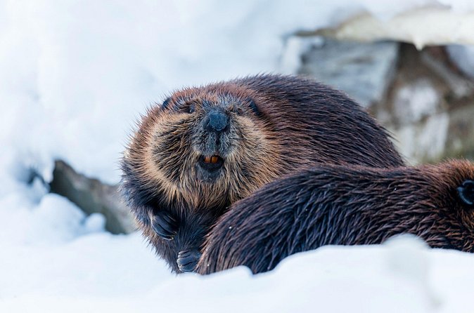 Half-Day Trip to Ranua Wildlife Park from Rovaniemi - What to Wear: Winter Clothes and Shoes Matter Here