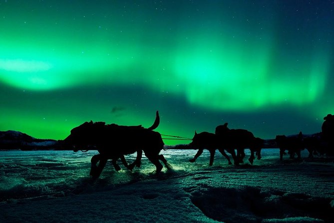 Hunting Northern Lights with Husky - Who this tour is best for (and who should choose differently)