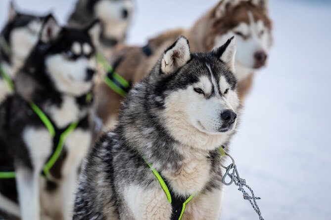 Husky Sledding Self-driving in Rovaniemi - Key highlights