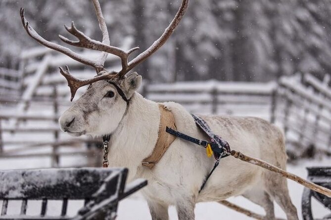 Kuoksa Reindeer Farm Visit with a Short Sleigh Ride - Your 3 Hours Plan: How the Time Typically Flows
