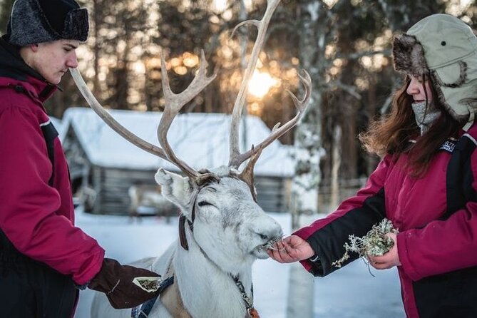 Kuoksa Reindeer Farm Visit with a Short Sleigh Ride - Reindeer Herding Traditions: What You’ll Learn on the Farm
