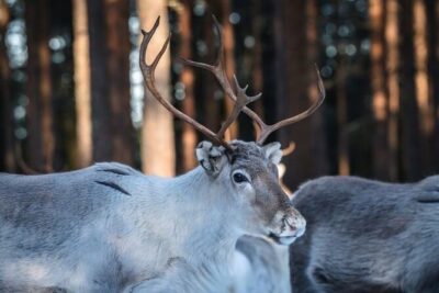 Kuoksa Reindeer Farm Visit with a Short Sleigh Ride - Meeting at Pekankatu 3 and Pickup That Saves You Stress