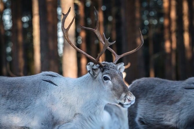 Kuoksa Reindeer Farm Visit with a Short Sleigh Ride - Meeting at Pekankatu 3 and Pickup That Saves You Stress
