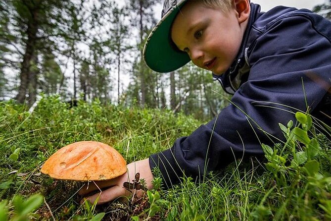 Lapland Berry Day Experience - Lapland Berry Day Experience: What You’re Paying For