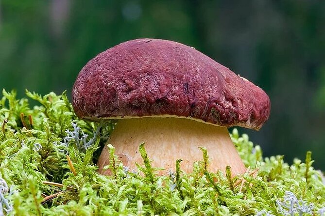 Lapland Berry Day Experience - The 3-Hour Foraging Hike: How the Day Flows