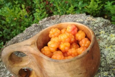 Lapland Berry Day Experience - Pickup, Meeting Point, and Why Timing Can Shift