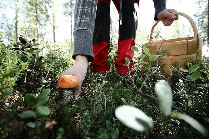 Lapland Berry Day Experience - What You’ll Pick: Cloudberry, Blueberry, and Mushrooms