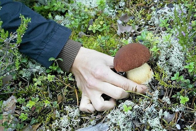 Lapland Berry Day Experience - The Guide Factor: Stories You’ll Remember