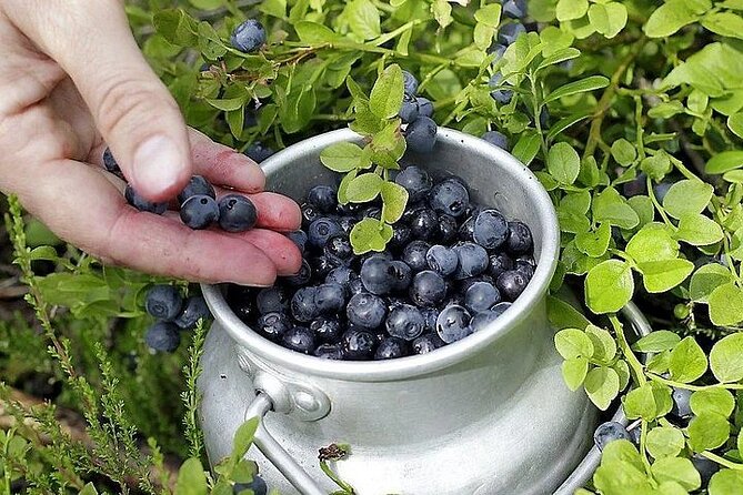 Lapland Berry Day Experience - Who This Tour Fits Best (and Who Might Skip It)