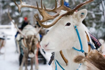 Lapland Reindeer and Husky Safari from Rovaniemi - Rovaniemi Reindeer Farm: The Lesson, the Ride, and the Souvenir License