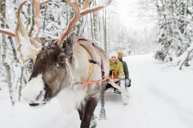 Meet Santa Claus & Santa's Reindeer Ride & Greet Huskies - Reindeer ride (about 400 m): peaceful and very Lapland