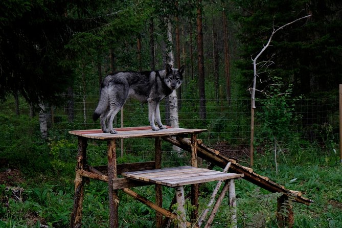 Meet Taivas & the Arctic Wolves - Private Tour - A private wolfdog encounter in Ranua’s remote countryside