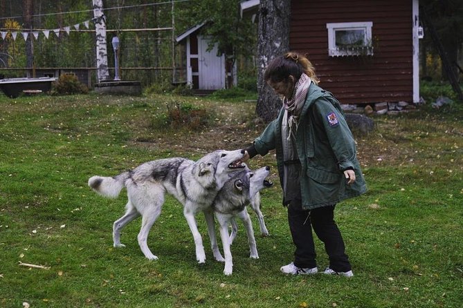 Meet Taivas & the Arctic Wolves - Private Tour - Photo moments without turning it into a selfie show