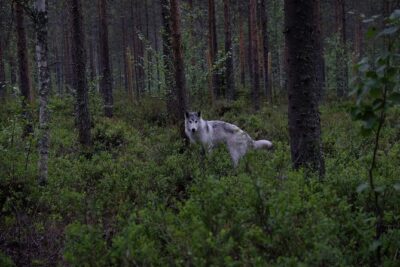 Meet Taivas & the Arctic Wolves - Private Tour - The 90-minute flow: forest walk, face-to-face wolfdog time, and farm animals