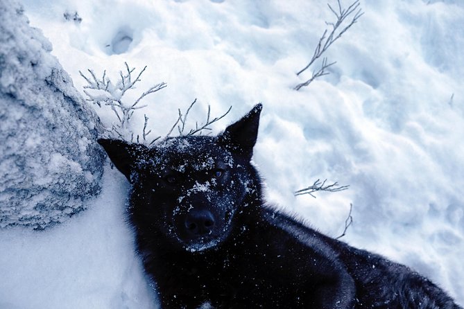 Meet Taivas & the Arctic Wolves - Private Tour - Price and value: does $311.87 for a private tour make sense?