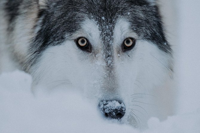 Meet Taivas & the Arctic Wolves - Private Tour - Getting there from Rovaniemi: transport isn’t part of the deal