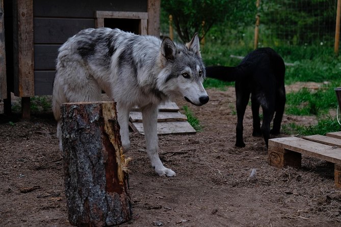 Meet Taivas & the Arctic Wolves - Private Tour - Age rules and face-covering limits: the sanctuary’s safety logic