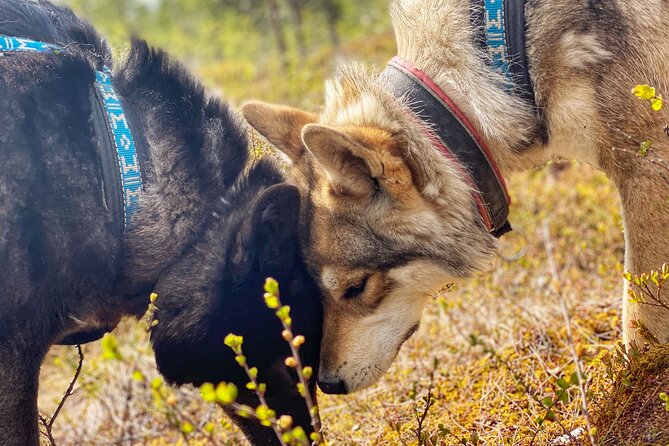 Meet Taivas & the Arctic Wolves - Private Tour - Booking with confidence: what to expect if plans change