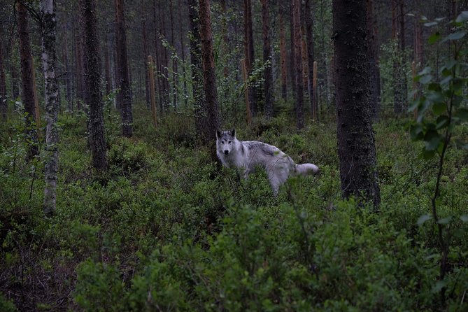 Meet Taivas & the Arctic Wolves - Private Tour - The 90-minute flow: forest walk, face-to-face wolfdog time, and farm animals