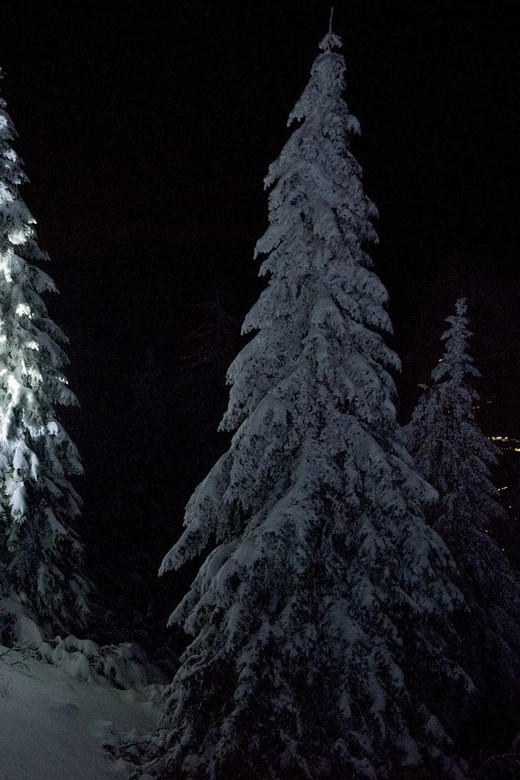 Night Snowshoeing Lapland Experience - Key points before you go