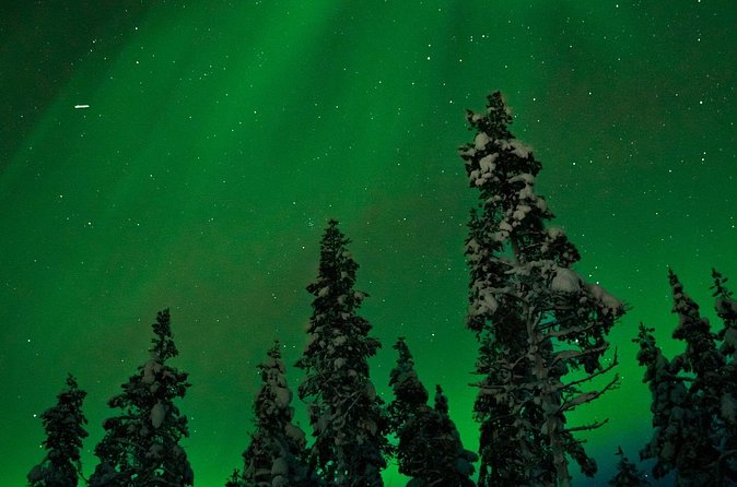 Northern lights Reindeer Sledge Ride - Group Size, English Service, and Mobile Tickets: The Practical Wins