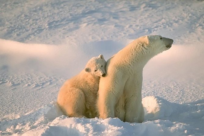 Ounasvaara and Ranua Zoo - Key highlights at a glance