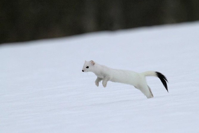 Ounasvaara and Ranua Zoo - Who should book this Lapland animal day?
