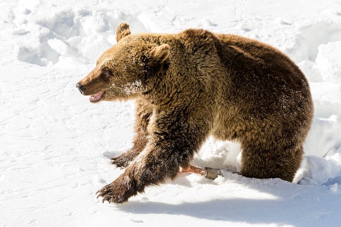 Private Ranua Zoo tour - From Rovaniemi to Ranua: getting there without fuss