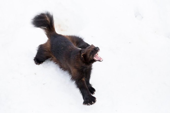 Private Ranua Zoo tour - The real star: nearly 200 Arctic animals and birds
