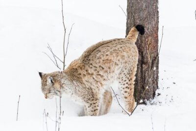 Private Ranua Zoo tour - The forest walk: what 2.5 km feels like in real life