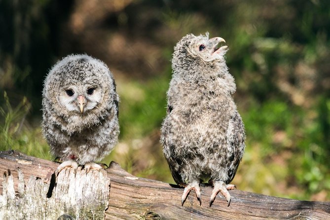 Private Ranua Zoo tour - Private tour value: where it helps most