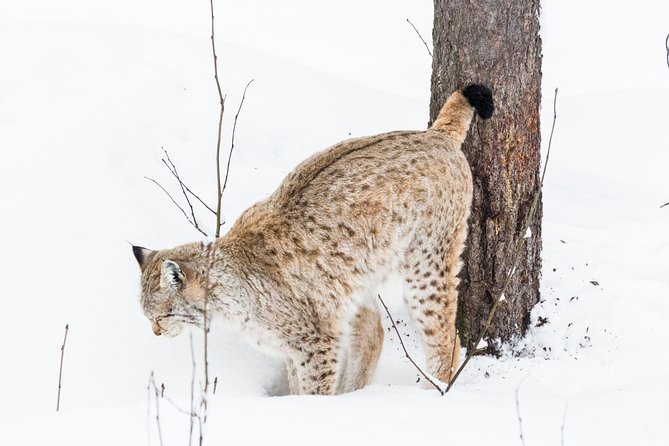 Private Ranua Zoo tour - The forest walk: what 2.5 km feels like in real life