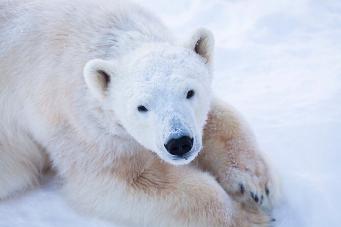 Ranua Wildlife Park Day : Visit the Arctic Animals! - How the 9:00 Start and ~6-Hour Schedule Really Feel