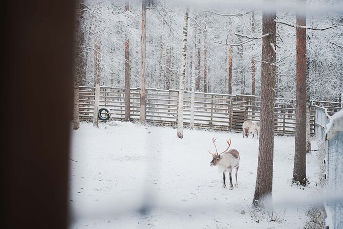 Ranua Wildlife Park Day : Visit the Arctic Animals! - Winter Reality Check: Enclosure Access, Weather, and Comfort