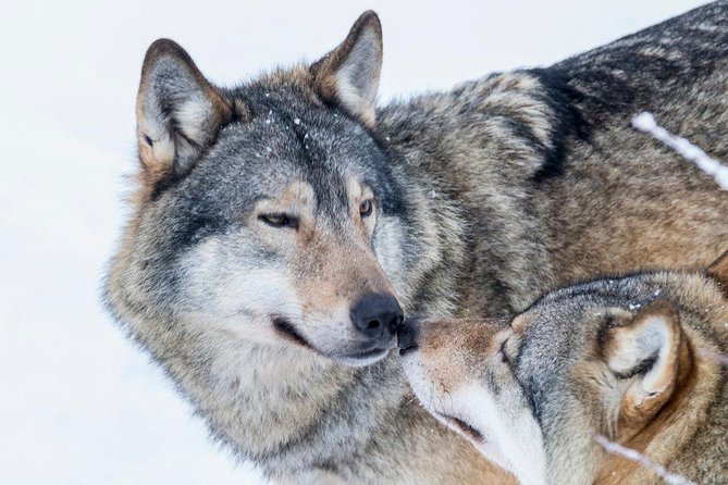 Ranua Wildlife Park Day : Visit the Arctic Animals! - Price and Value from Rovaniemi: Transport Plus Admission