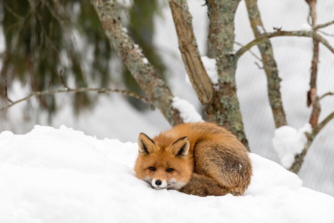 Ranua Wildlife Park Day : Visit the Arctic Animals! - Who Should Book This Arctic Animals Day Trip