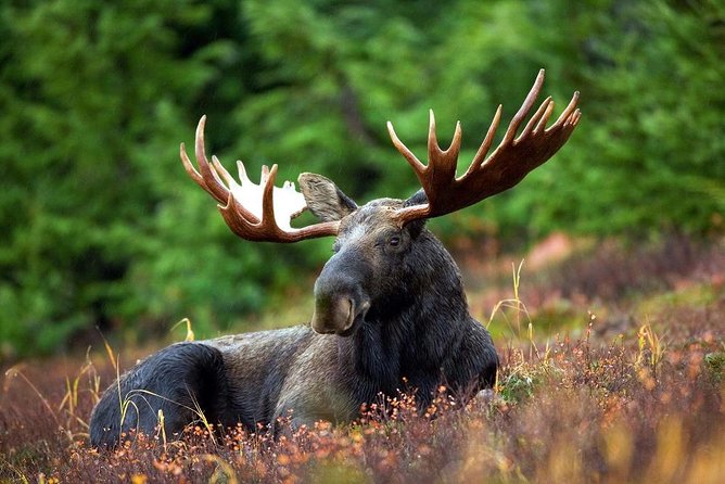 Ranua Zoo and BBQ - Ranua Zoo in the Arctic: why this park is worth your time