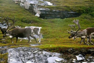 Ranua Zoo and BBQ - First stop: a guided handoff at the Nordic Unique Travels office