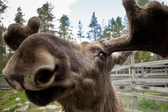 Ranua Zoo and BBQ - Campfire and Lappish BBQ: what happens around the meal