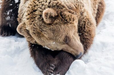 Ranua Zoo Family Tour from Rovaniemi - Pickup at 9:30 and how the bus ride helps (not hurts)