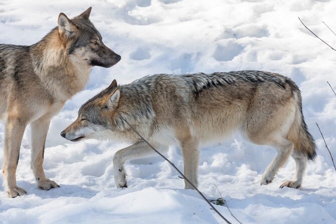 Ranua Zoo Family Tour from Rovaniemi - The zoo visit: what you can realistically expect to see