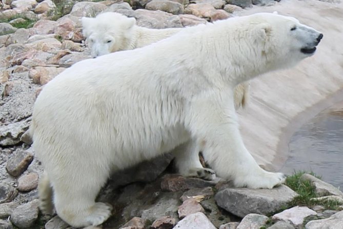 Ranua Zoo Family Tour from Rovaniemi - Staying on schedule: timing, no lunch, and avoiding last-minute stress